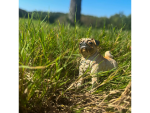 Safari Ltd. Safari Ltd. Figurka - Mops