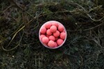 LK Baits Pop-up ReStart Wild Strawberry 18mm 200ml,LK Baits Pop-up ReStart Wild Strawberry 18mm 200ml
