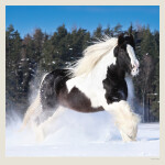 Nástěnný kalendář 2027 Helma Horses