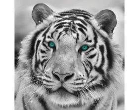 Obraz na zeď Tygr, černobílý, 35x35 cm