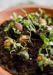 Blossombs Dárková sada semínek divokých květin Mother's day Medium – 9 ks, růžová barva, krémová barva, přírodní barva