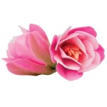 Dekorace oplatková - Magnólie růžová 6 ks