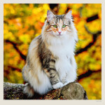 Nástěnný kalendář 2027 Helma Cats
