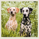 Nástěnný kalendář 2027 Helma Dogs