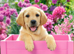 Puzzle Castorland 300 dílků - Labrador v růžovém boxu