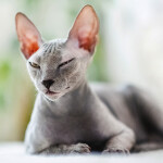 Nástěnný poznámkový kalendář 2026 NOTIQUE - Kočky, 30 x 30 cm