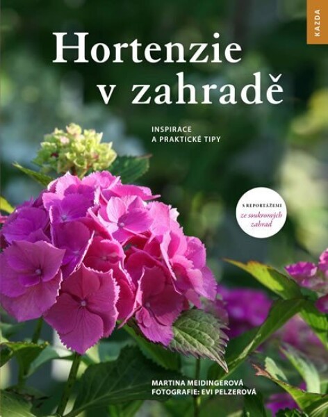 Hortenzie zahradě