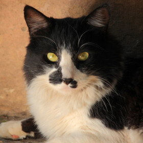 Oliverova dobrodružství - Dagmar Langová - audiokniha