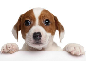 Pohlednice 3D - Jack russel