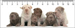 Shar Pei party 3D