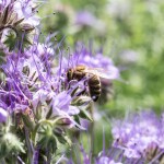 Včelařství Domovina Květový med akátem Hmotnost: