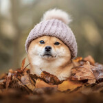 Nástěnný kalendář poznámkový 2027 Notique Happy Doge, 30 x 30 cm