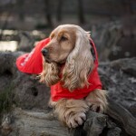 Pláštěnka Monsoon Coat ECO šípková, Hurtta Velikost: 65