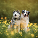 Nástěnný kalendář poznámkový 2027 Notique Psi, 30 x 30 cm