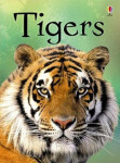 Beginners Tigers James Maclaine