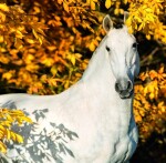 Nástěnný poznámkový kalendář 2026 Helma - Horses