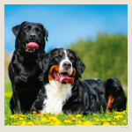 Nástěnný kalendář 2027 Helma Dogs