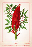 Nástěnný kalendář 2026 Helma - Herbarium, 31,5 x 45 cm
