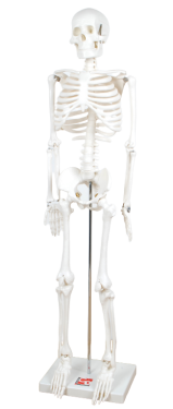 TickiT Kostra 85cm (model v měřítku 1/2)