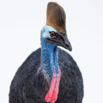 Safari Ltd. Safari Ltd. Figurka - Kasuár přilbový