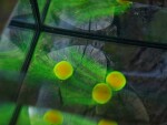 G.B.U. Boilies Mutant Extreme Crab + Mulberry w/Holy Smoke 130g - 20mm,G.B.U. Boilies Mutant Extreme Crab + Mulberry w/Holy Smoke 130g - 20mm