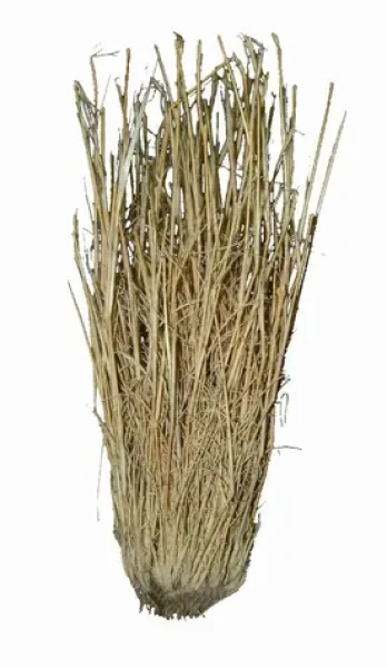 Lucky Reptile Grass Bushes 25-40 cm (FP-64075)