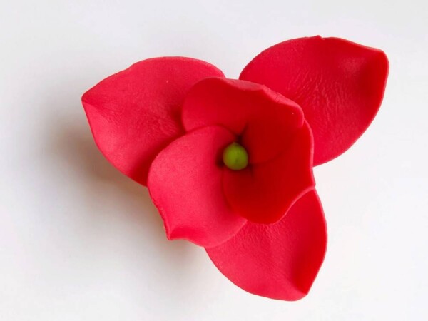 Dortisimo Cukrová magnolie červená (9 ks)