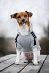 DogBaby bavlněná mikina pro psa Barva: Červená, Délka zad (cm): 25, Obvod hrudníku: 30 - 36 cm