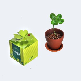 Divja Čtyřlístek vypěstuj si..