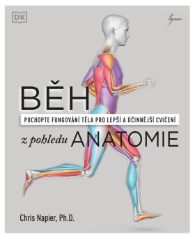 Běh pohledu anatomie