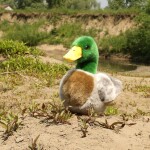 Plyšová kachna divoká 20 cm, ECO-FRIENDLY