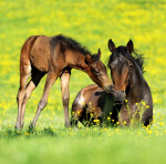 Kalendář nástěnný 2025 Horses