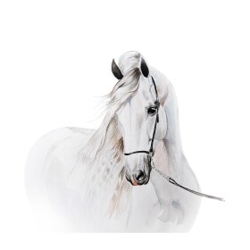 DumDekorace Krásná nálepka na stenus motivem bílého koně