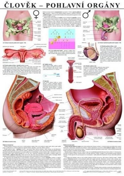 Plakát - Člověk - Pohlavní orgány