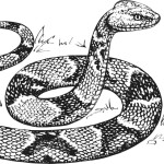 Hadí kůže - František Pavlíček - audiokniha