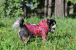 Nicole teplá bunda pro psa s kapucí Barva: Modrá, Délka zad (cm): 22, Obvod hrudníku: 32 - 35 cm