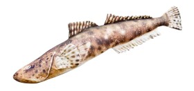 Gaby Polštář Ploskohlavec tmavý 102cm,Gaby Polštář Ploskohlavec tmavý 102cm
