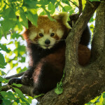 Nástěnný poznámkový kalendář 2026 NOTIQUE - Pandy, 30 x 30 cm