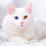 Nástěnný poznámkový kalendář 2026 NOTIQUE - Kočky, 30 x 30 cm