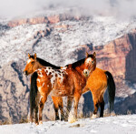 Kalendář nástěnný 2024 - Horses