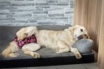 Hárací kalhotky pro psy Dusty – prodyšné, vložka zdarma Barva: Konfety, Obvod slabin (cm): 26 - 30