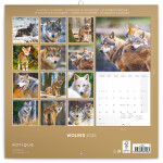 Poznámkový kalendář Vlci 2025, 30 30 cm