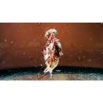 Šon Chung Šonův Sopel Ready to Go 500ml - Vanilka,Šon Chung Šonův Sopel Ready to Go 500ml - Vanilka