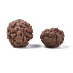 Přírodní rudraksha korálek - ∅ 6 - 8 mm - 1 ks