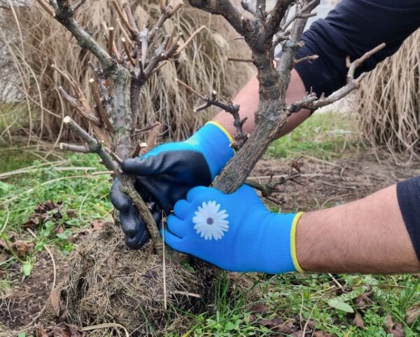 Pracovní rukavice Delta Plus WPLVE702PF07 Barva: Modrá, Velikost rukavic: 7, 1 ks