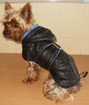 Coldy bunda pro psa s kapucí Barva: Černo-modrá, Délka zad (cm): 30, Obvod hrudníku: 26 - 40 cm