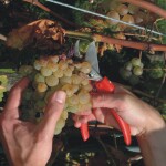 Sklízecí nůžky FELCO 300