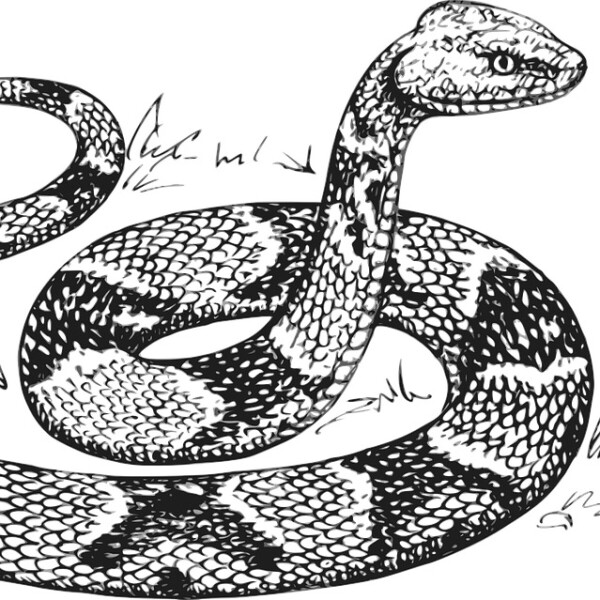 Hadí kůže - František Pavlíček - audiokniha