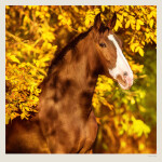 Nástěnný kalendář 2027 Helma Horses