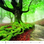 Nástěnný kalendář 2026 Helma - Les